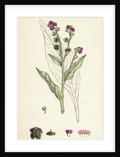 Cynoglossum Officinale Common Hound's-Tongue by Anonymous