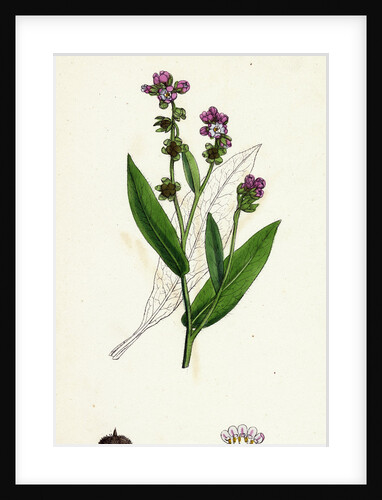 Cynoglossum Montanum Green-Leaved Hound's-Tongue by Anonymous