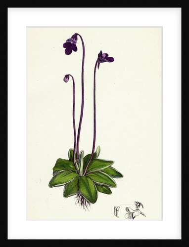Pinguicula Vulgaris Common Butterwort by Anonymous