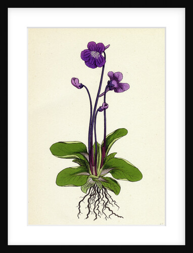 Pinguicula Grandiflora Large-Flowered Butterwort by Anonymous