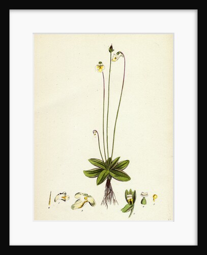 Pinguicula Alpina Alpine Butterwort by Anonymous