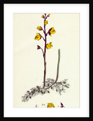 Utricularia Vulgaris Greater Bladderwort by Anonymous