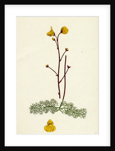Utricularia Neglecta Lehman's Bladderwort by Anonymous