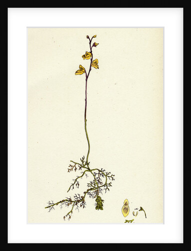 Utricularia Minor Lesser Bladderwort by Anonymous