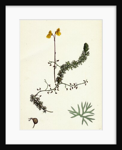 Utricularia Intermedia Intermediate Bladderwort by Anonymous