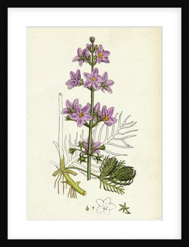 Hottonia Palustris Water-Violet by Anonymous