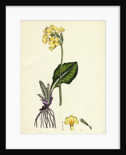 Primula Elatior Jaquin's Oxlip by Anonymous