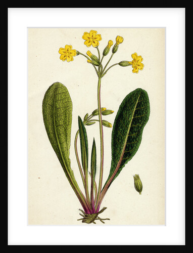 Primula Officinali-Vulgaris Common Oxlip by Anonymous