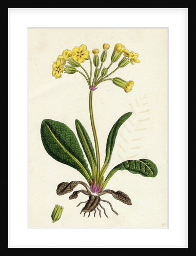 Primula Officinali-Vulgaris Cowslip Oxlip by Anonymous