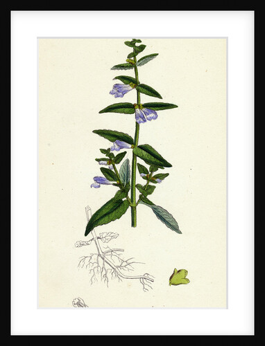 Scutellaria Galericulata Common Scull-Cap by Anonymous