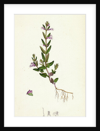 Scutellaria Minor Lesser Scull-Cap by Anonymous