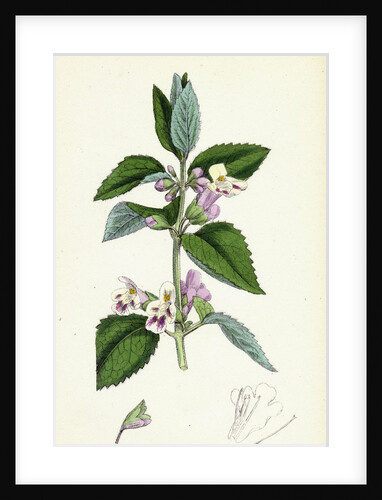 Melittis Melissophyllum Bastard Balm by Anonymous