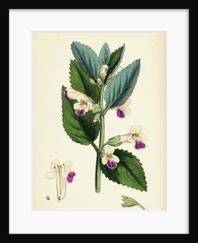 Melittis Melissophyllum (Grandiflora) Bastard Balm by Anonymous