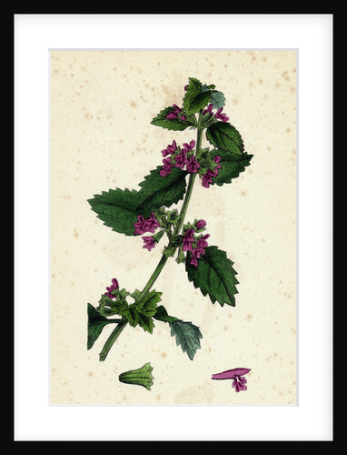 Ballota Nigra Var. Foetida Black Horehound Var. A. by Anonymous
