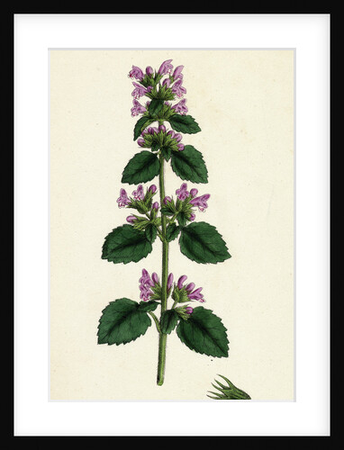 Ballota Nigra Var. Ruderalis Black Horehound Var. B. by Anonymous