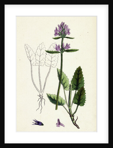 Stachys Betonica Wood Betony by Anonymous