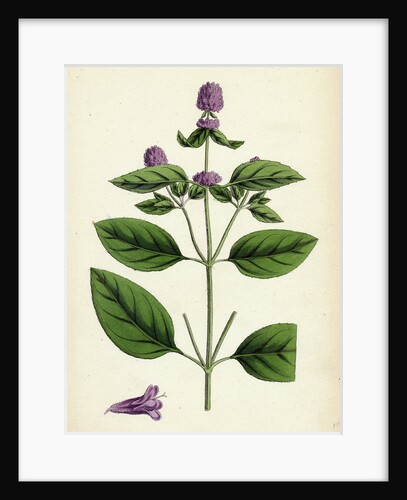 Mentha Piperita Var. Vulgaris Wild Pepper-Mint by Anonymous