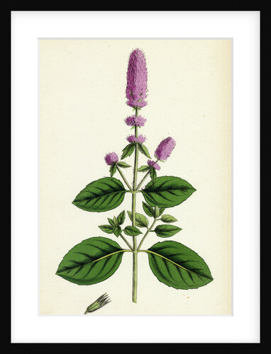 Mentha Pubescens Var. Genuina Blunt-Spiked Mint Var. A. by Anonymous