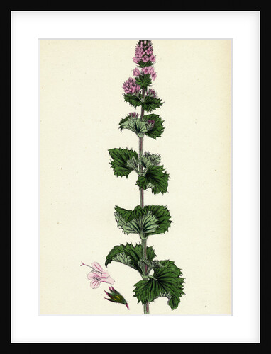 Mentha Crispa Curled Mint by Anonymous