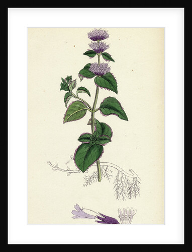 Mentha Citrata Bergamot Mint by Anonymous