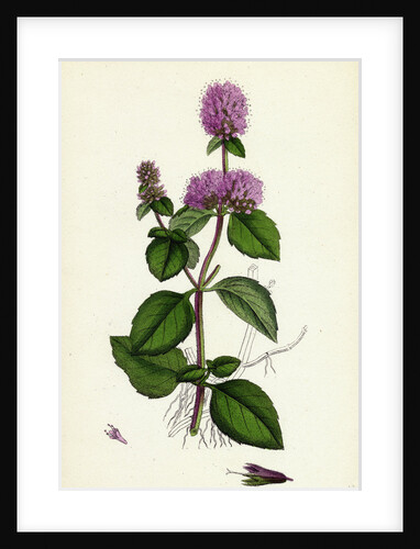 Mentha Hirsuta Hairy Water Mint by Anonymous