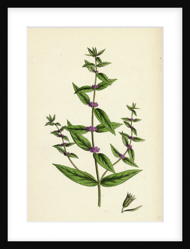 Mentha Gracilis Var. Genuina Slender Mint by Anonymous