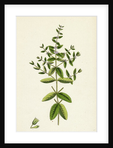 Mentha Pratensis Meadow Mint by Anonymous