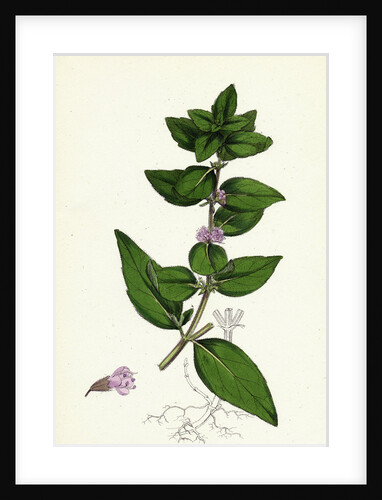 Mentha Gentilis Bushy Red Mint by Anonymous