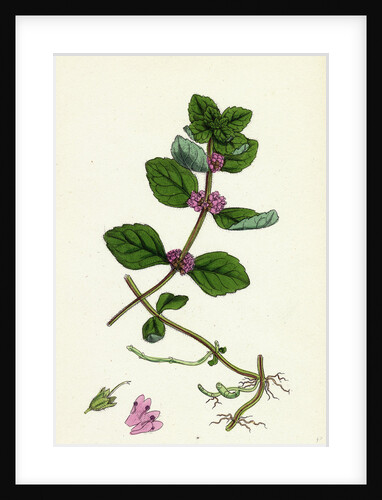 Mentha Arvensis Var. Genuina Corn Mint Var. A. by Anonymous