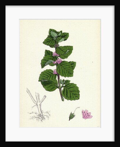 Mentha Arvensis Var. Agrestis Corn Mint Var. Y. by Anonymous