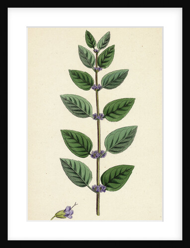 Mentha Arvensis Var. Allionii Corn Mint Var. E. by Anonymous