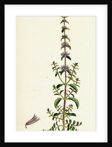 Mentha Pulegium Var. Erecta Penny-Royal by Anonymous