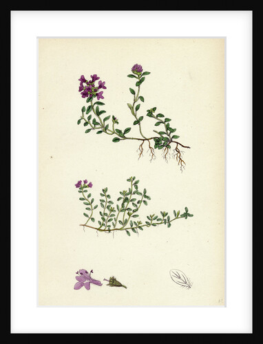 Thymus Eu-Serpyllum Creeping Wild Thyme by Anonymous