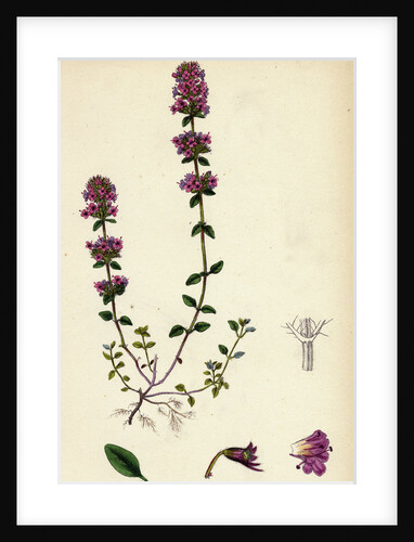 Thymus Chamaedrys Larger Wild Thyme by Anonymous