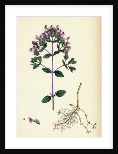 Origanum Vulgare Var. Genuinum Common Marjorum Var. A. by Anonymous