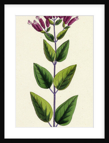 Origanum Vulgare Var. Prismaticum Common Marjorum Var. B. by Anonymous