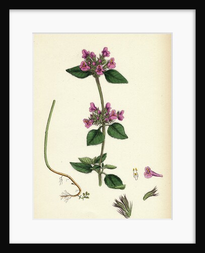 Calamintha Clinopodium Wild Basil by Anonymous
