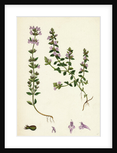 Calamintha Acinos Basil Thyme by Anonymous