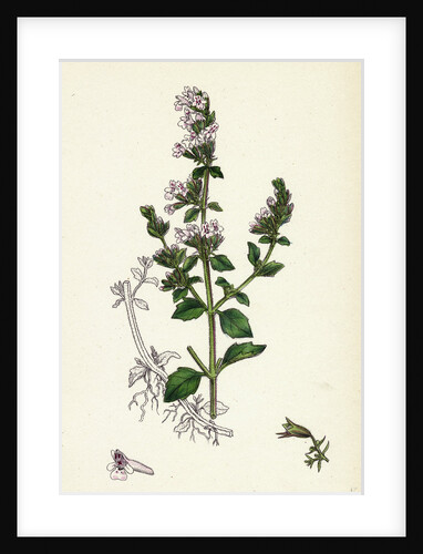 Calamintha Nepeta Lesser Calamint by Anonymous