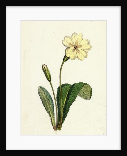 Primula Vulgaris Common Primrose by Anonymous