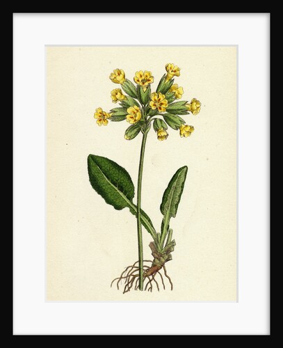 Primula Officinalis Cowslip by Anonymous