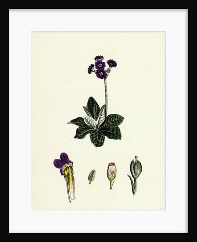 Primula Scotica Scottish Birds-Eye Primrose by Anonymous