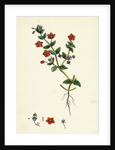 Anagallis Arvensis Var. Phoenicia Scarlet Pimpernel by Anonymous