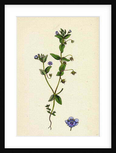Anagallis Arvensis Var. Caerulea Blue Pimpernel by Anonymous