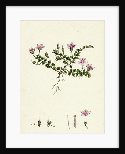 Anagallis Tenella Bog Pimpernel by Anonymous