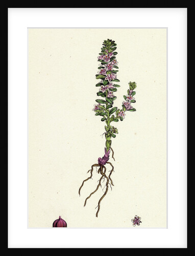 Glaux Maritima Black Saltwort by Anonymous