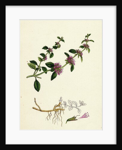 Mentha Pulegium Var. Decumbens Penny-Royal by Anonymous