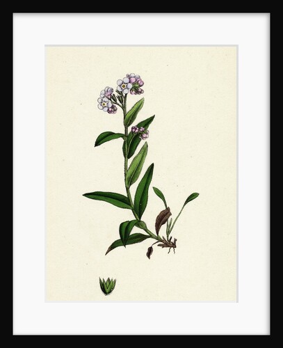 Myosotis Alpestris Alpine Forget-Me-Not by Anonymous