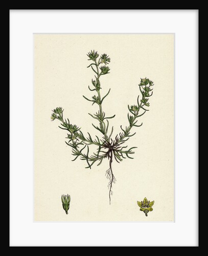 Scleranthus Annuus Var. Genuinus Common Knawel Var. A. by Anonymous