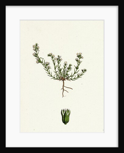 Scleranthus Annuus Var. Biennis Common Knawel Var. B. by Anonymous